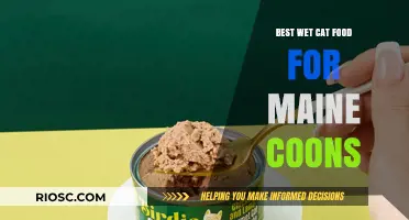 Purr-fect Nutrition: Top Wet Cat Food Picks for Maine Coons