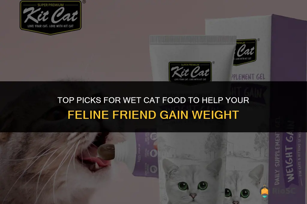 best wet cat food to gain weight