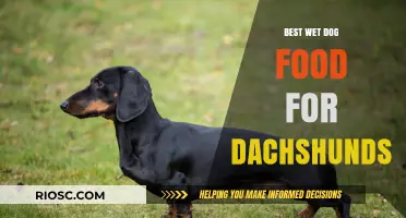 Top Wet Dog Food Picks for Dachshunds: Nutrition and Taste Combined