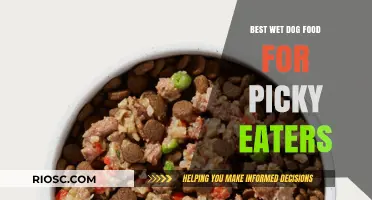 Tasty Solutions: Top Wet Dog Foods to Entice Picky Eaters