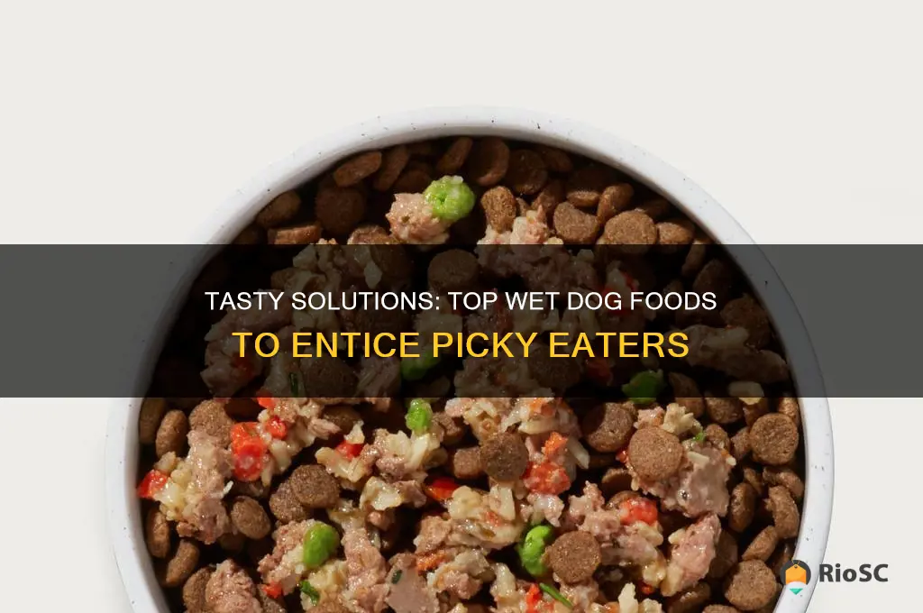 best wet dog food for picky eaters