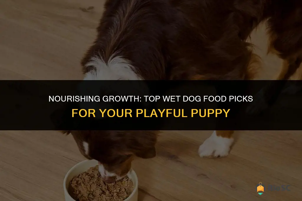 best wet dog food for puppies