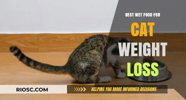 Slimming Down Your Feline Friend: Top Wet Food Picks for Cat Weight Loss