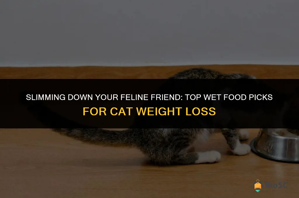best wet food for cat weight loss
