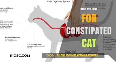 Relief in Every Bite: Top Wet Food Picks for Constipated Cats