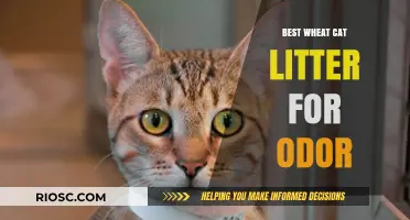 Fresh and Clean: Top Wheat Cat Litter Options for Eliminating Odor