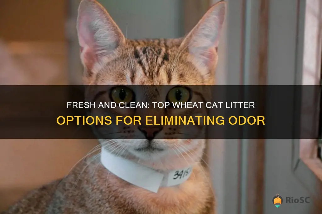 best wheat cat litter for odor