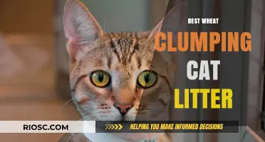 Top Picks for Eco-Friendly Wheat Clumping Cat Litter: Keep Your Home Fresh and Your Cat Happy