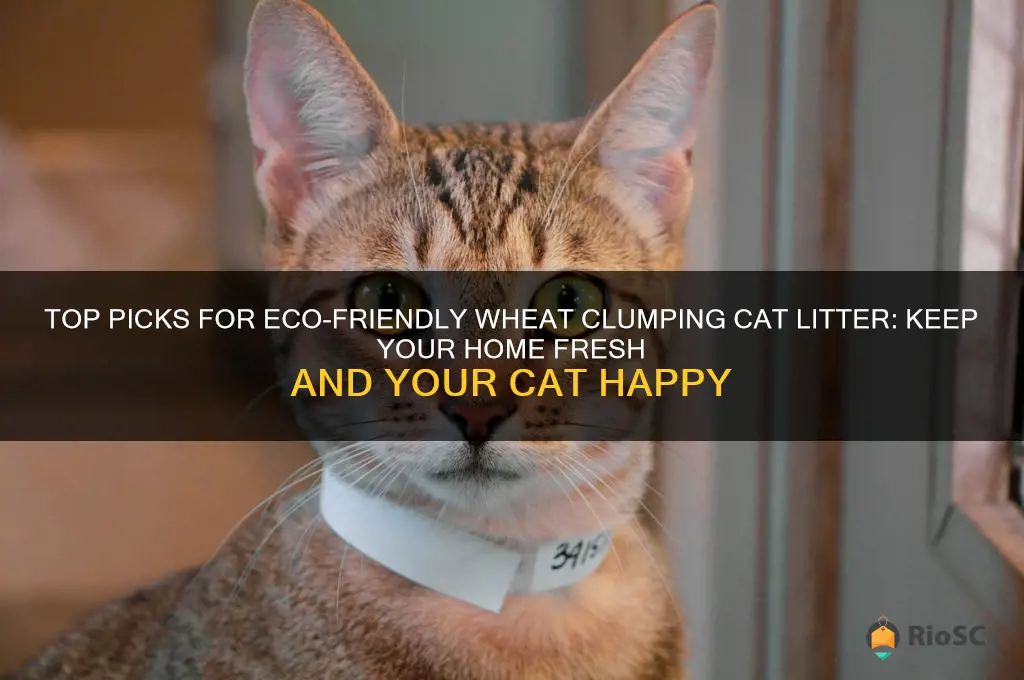 best wheat clumping cat litter