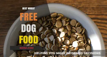 Top Wheat-Free Dog Food Options for a Healthy and Happy Canine Companion
