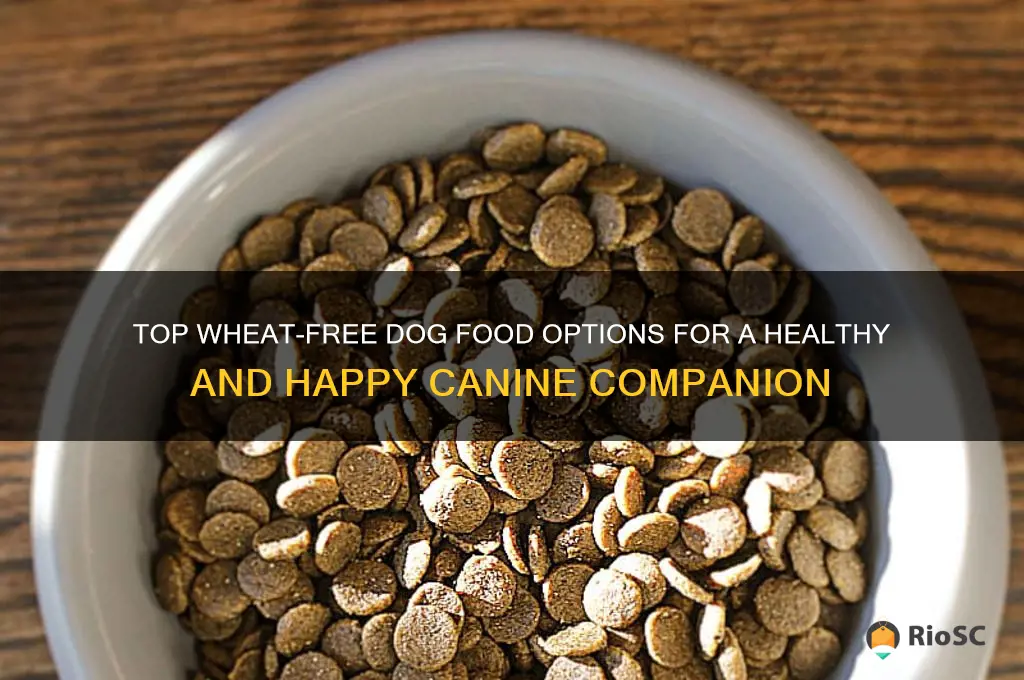 best wheat free dog food