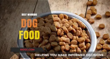 Top-Rated Working Dog Foods to Fuel Your Canine's Active Lifestyle