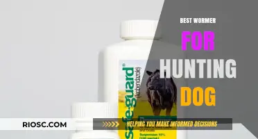 Top-Rated Wormers to Keep Your Hunting Dog Healthy and Active