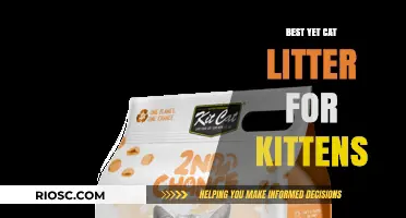 Purr-fect Start: Discover the Best Cat Litter for Your New Kitten