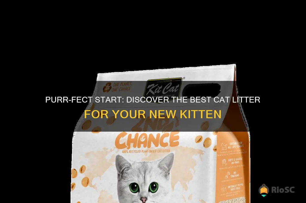 best yet cat litter for kittens