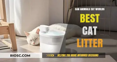 Can Animals Safely Consume World's Best Cat Litter? What Pet Owners Need to Know