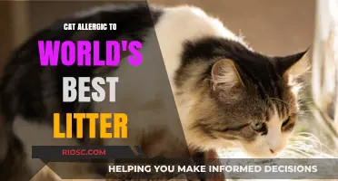 Cat Allergic to World's Best Litter: A Surprising Reaction to a Popular Choice