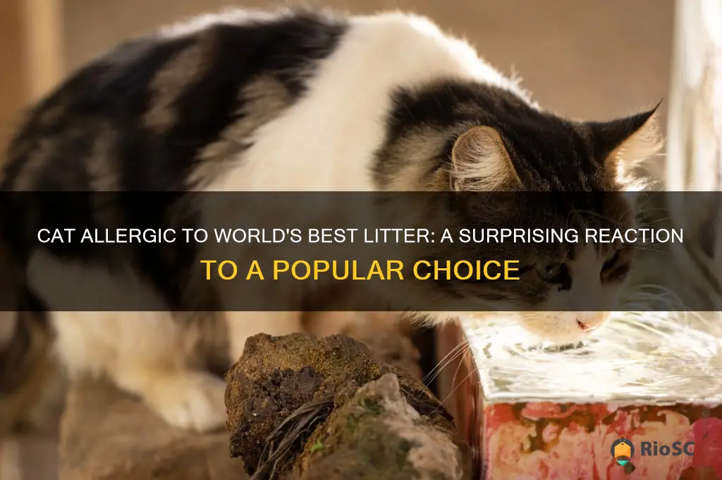 cat allergic to world