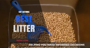 Best Cat Litter for Asthma: Top Picks to Reduce Triggers and Promote Respiratory Health