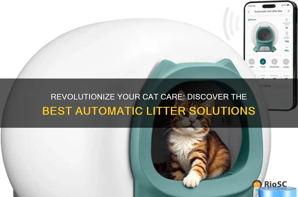 cat best litter automatic