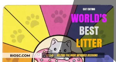 Purr-fect Choice: Cat Enjoys World's Best Litter for Optimal Comfort and Cleanliness