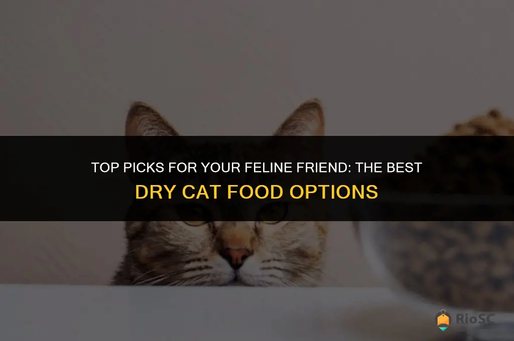cat food best dry