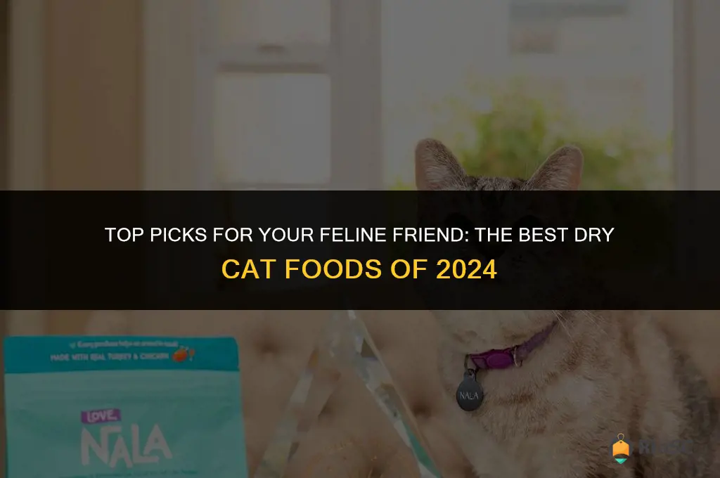 cat food dry best