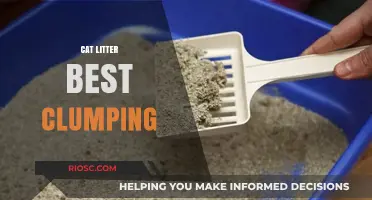 Top Clumping Cat Litter Options for Odor Control and Easy Cleanup