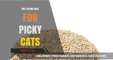 Purr-fectly Picky: Discover the Best Cat Litter for Discerning Felines