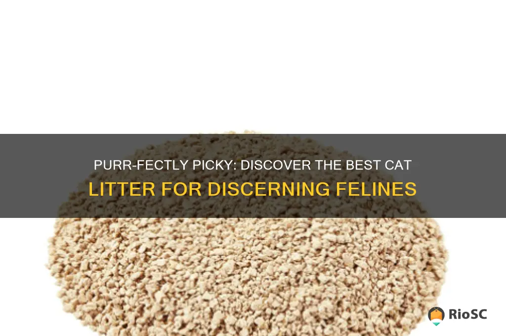 cat litter best for picky cats
