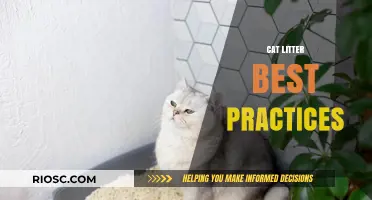 Mastering Cat Litter: Essential Tips for a Clean, Odor-Free, and Happy Home