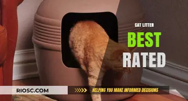 Top-Rated Cat Litter Options: Expert Picks for Odor Control, Clumping, and Pet Comfort