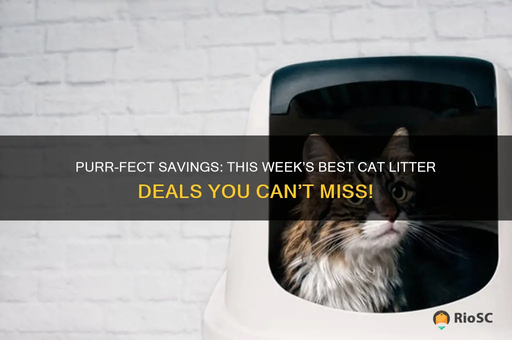 cat litter best sale of week