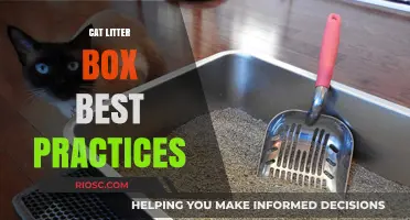 Mastering the Cat Litter Box: Essential Tips for a Clean and Happy Home