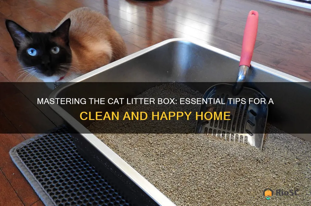 cat litter box best practices