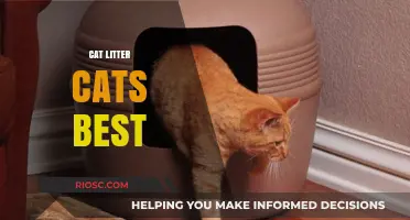 Top Picks for Cat Litter: Finding the Best Option for Your Feline Friend