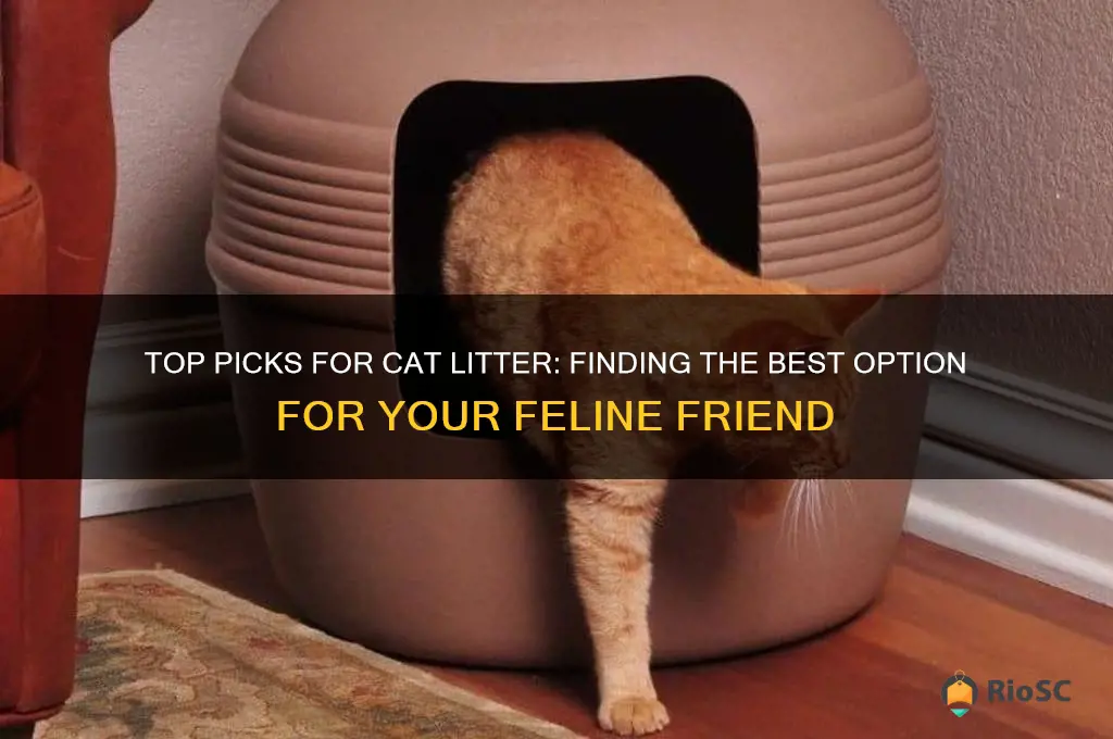 cat litter cats best