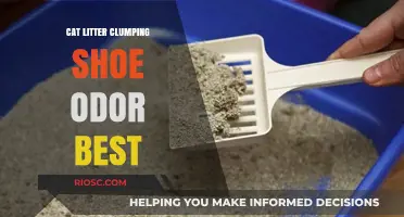 Best Clumping Cat Litter Solutions to Eliminate Shoe Odor in Your Home