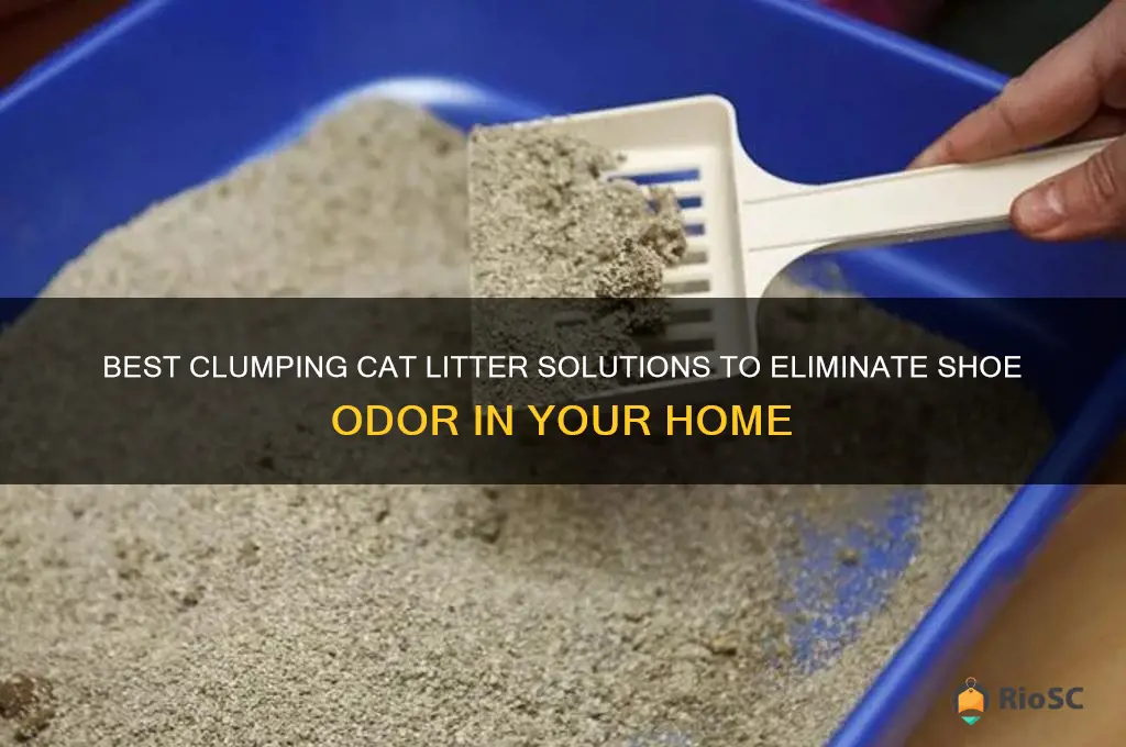 cat litter clumping shoe odor best