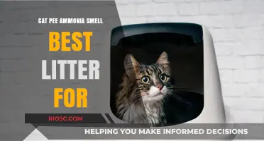 Eliminate Cat Pee Ammonia Smell: Top Litter Picks for a Fresher Home