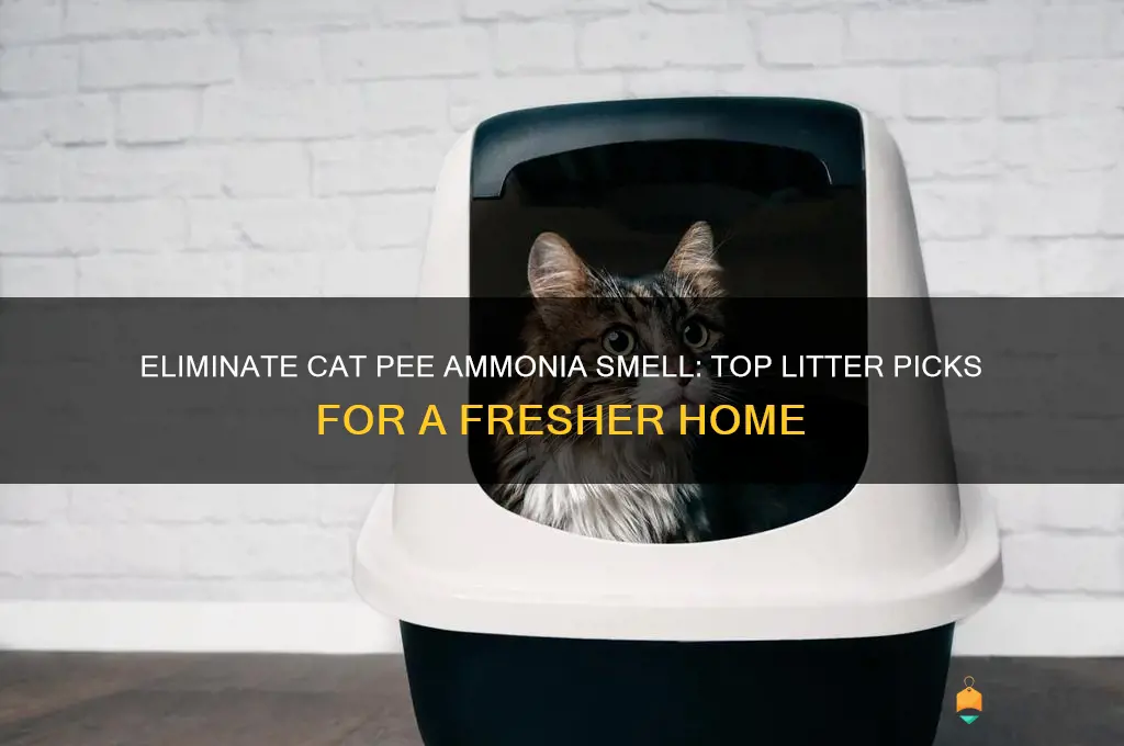 cat pee ammonia smell best litter for