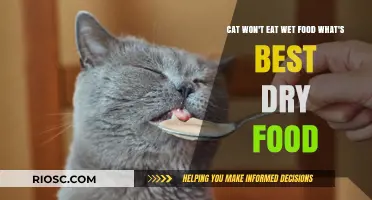 Picky Eater? Top Dry Food Options for Cats Who Won't Touch Wet Food