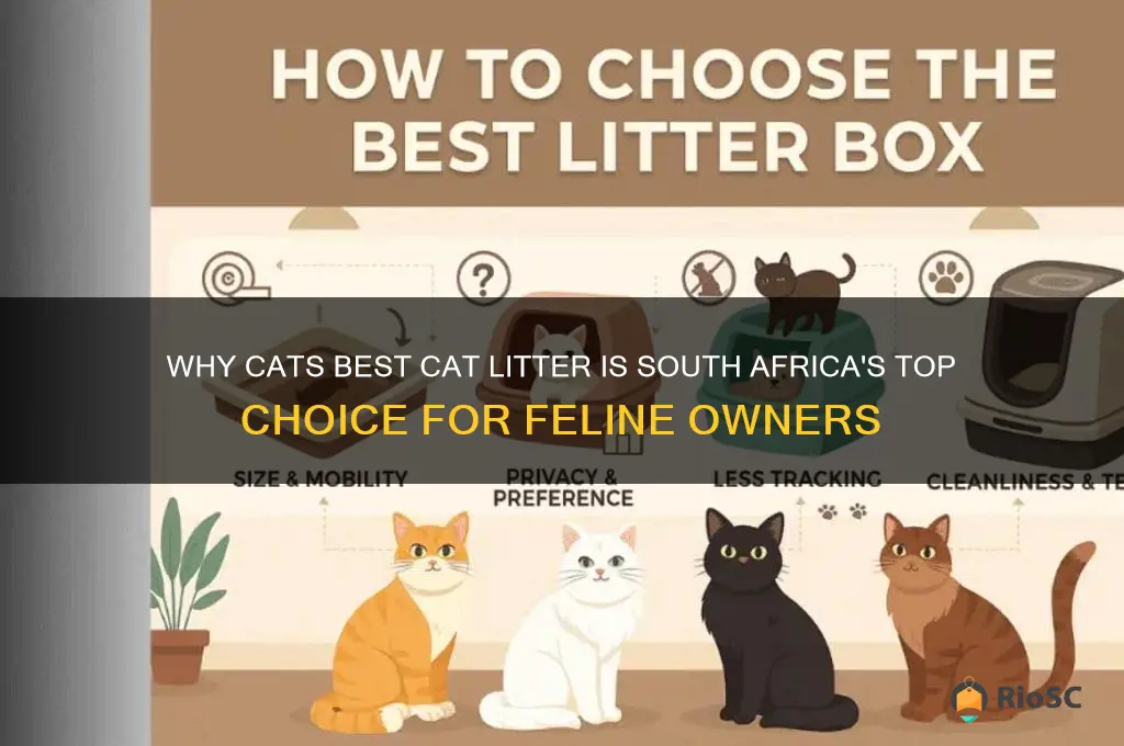 cats best cat litter south africa