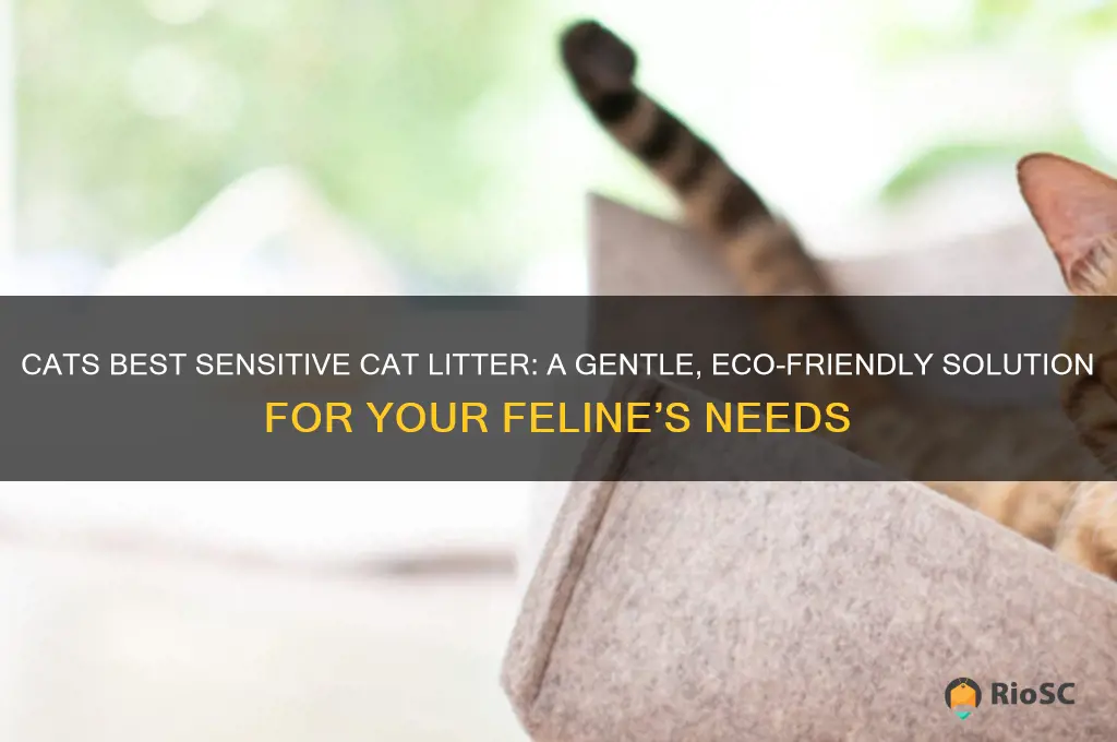 cats best sensitive cat litter