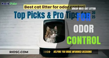 Top Affordable Cat Litter Options for Superior Odor Control