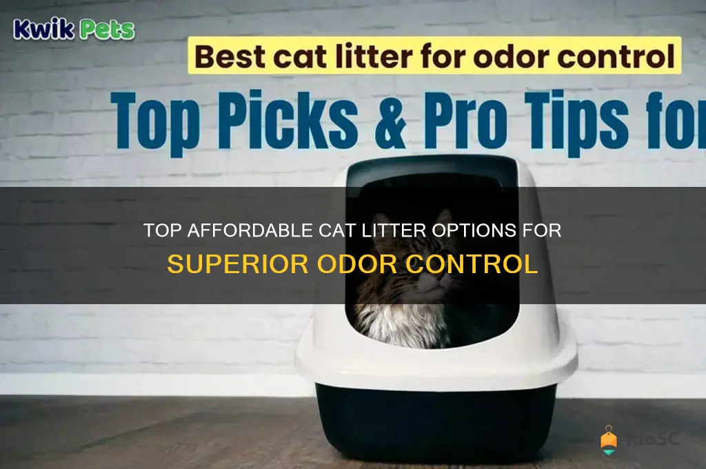 cheap best cat litter for odor control