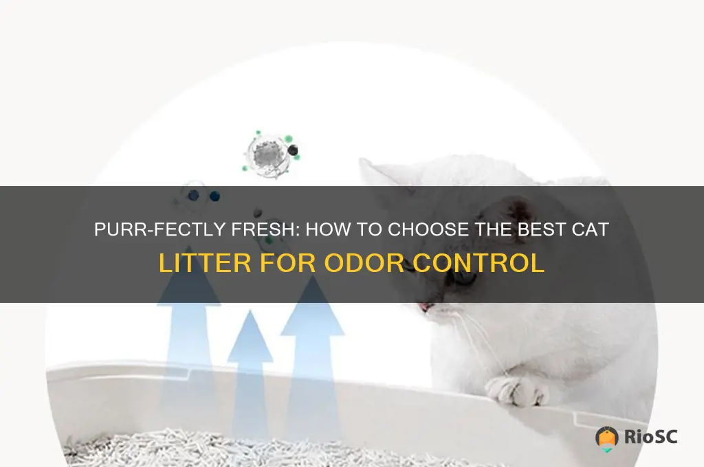 choosing the best cat litter odor control