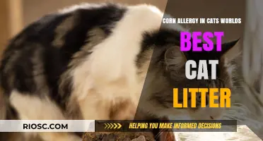 Corn Allergy in Cats: How to Choose the World's Best Cat Litter for Sensitive Felines