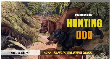 Why the Dachshund is the Ultimate Hunting Companion: Unmatched Skills and Tenacity