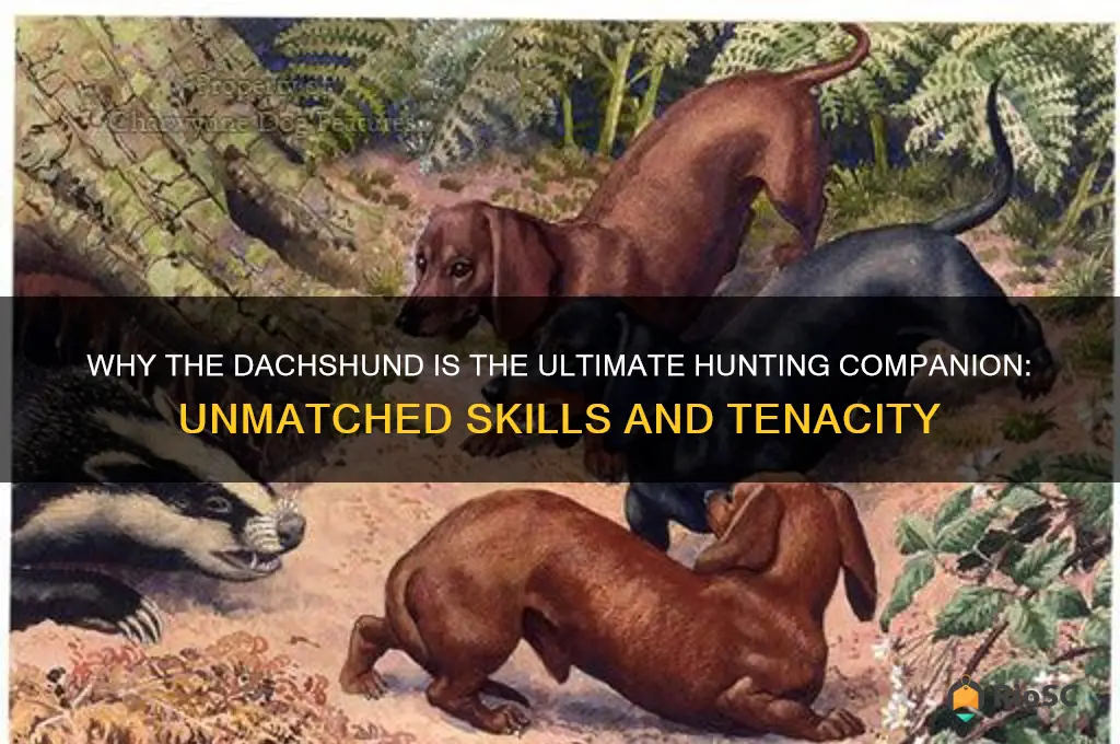 dachshund best hunting dog